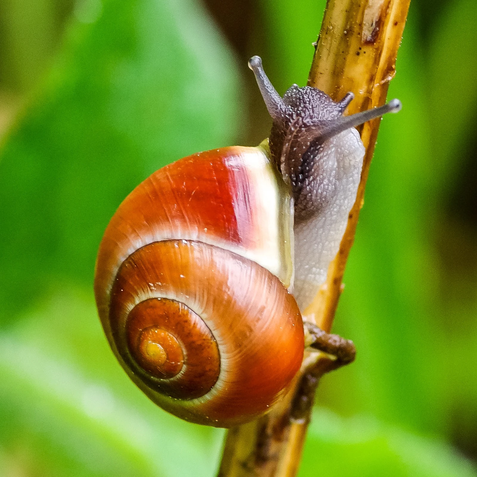 Schnecke.jpeg